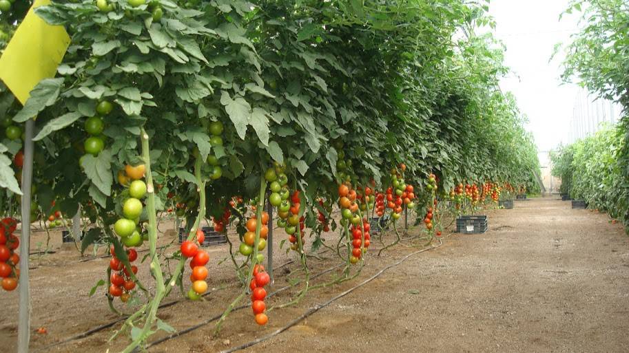 tomate cultivo